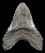 Bargain Megalodon Tooth - South Carolina #39963-1